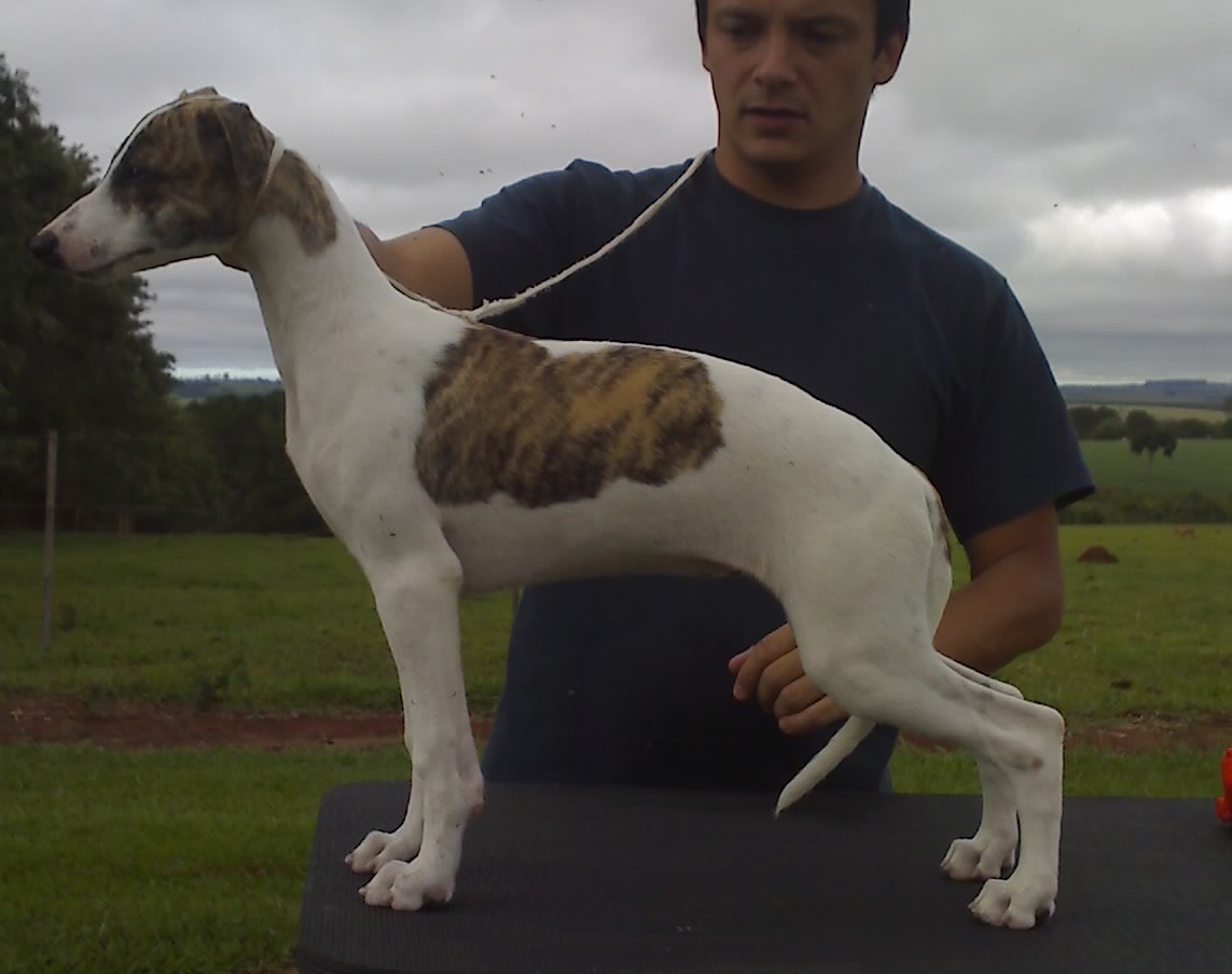 Sto Alberto's Surprise Party - Havana Whippet